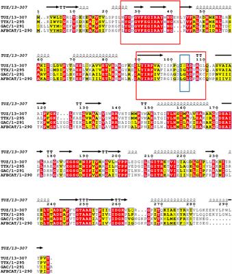 Substrate specificity of branched chain amino acid aminotransferases: The substitution of glycine to serine in the active site determines the substrate specificity for α-ketoglutarate